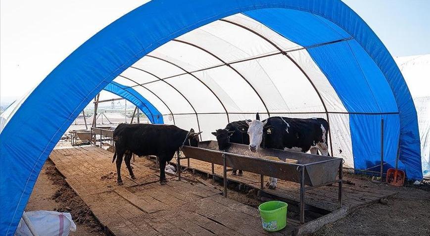 Kurbanlık satışlarının sona ermesiyle hayvan pazarlarındaki çadırlar toplanıyor