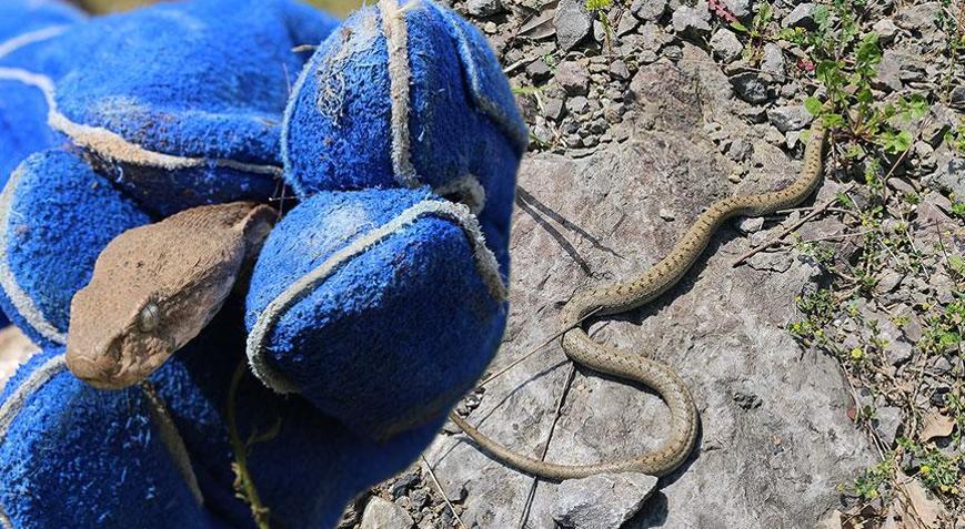 Yılanlar ortaya çıktı, panik başladı Uzman isim uyardı: Öldürmek daha tehlikeli