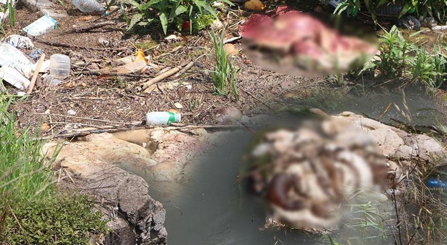 İnanılmaz görüntü Kurban derileri sulama kanalında yüzüyor: Çıplak ayakla gezmeyin