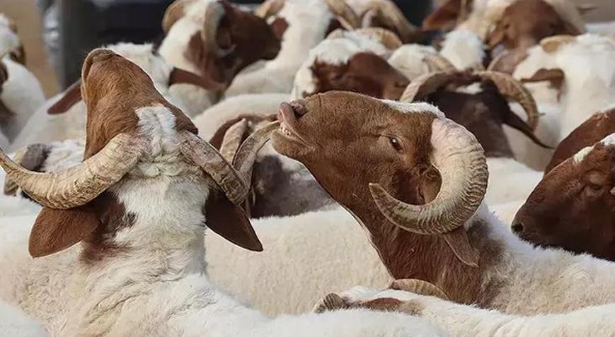 Konyada kayıp kurbanlığını ararken canından oldu