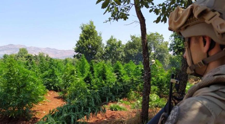 Diyarbakırda 12 milyon 389 bin kök kenevir ve skunk ele geçirildi