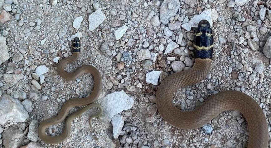 Kentte ilk defa görüldü Siyah başlı ‘Kırbaç yılanı’ panik yarattı