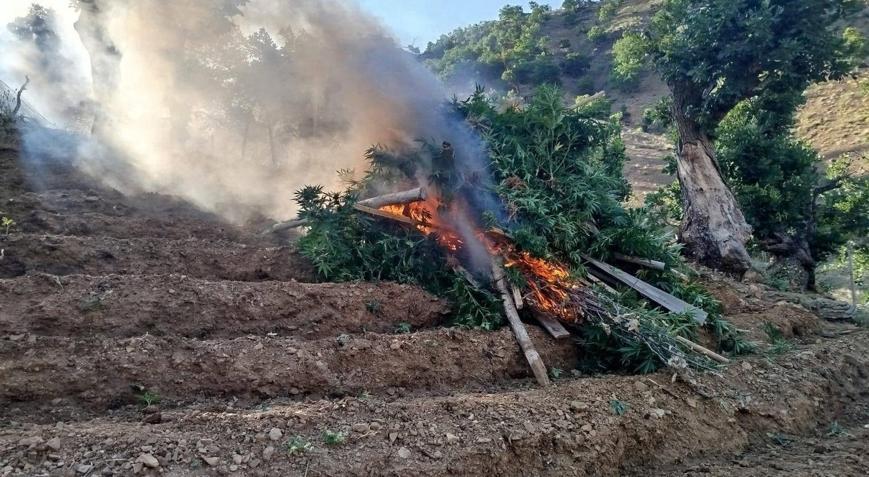 Bingöl’de 15 bin 300 kök kenevir ele geçirildi