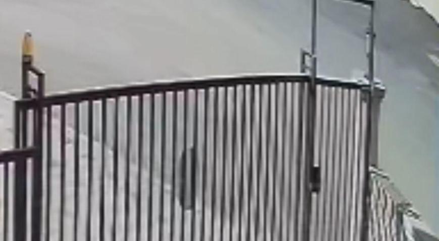 Köpeğini Gezdiren Kadına Sokak Köpekleri Saldırdı