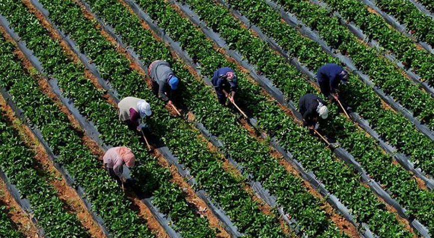 Çiftçilere 5,5 milyar lira destek ödemesi bugün yapılacak