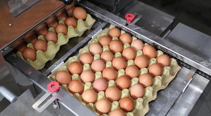 Yumurta fiyatlarında dikkat çeken düşüş Nedeni belli oldu