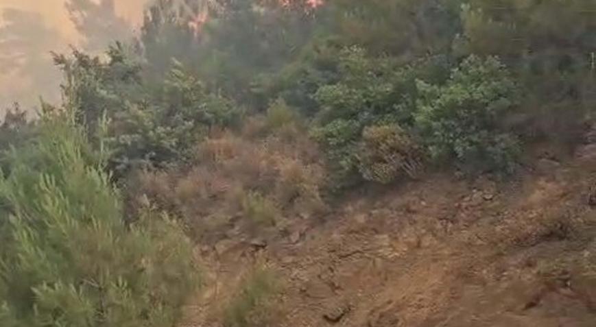 Balıkesirde orman yangını