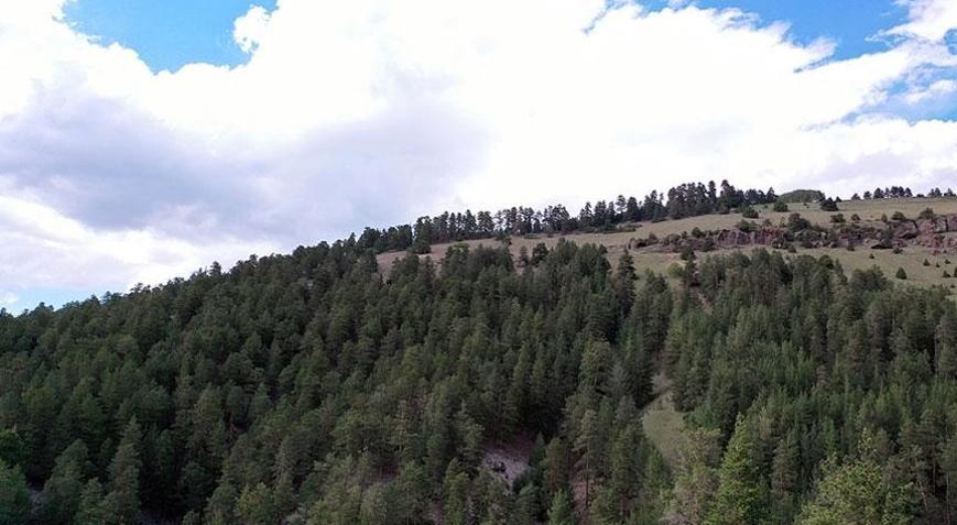 Düzce’de ormanlık alanlara girişler 30 Eylül’e kadar yasaklandı