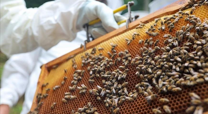 Zonguldak’ta kestane balından 600 ton rekolte bekleniyor