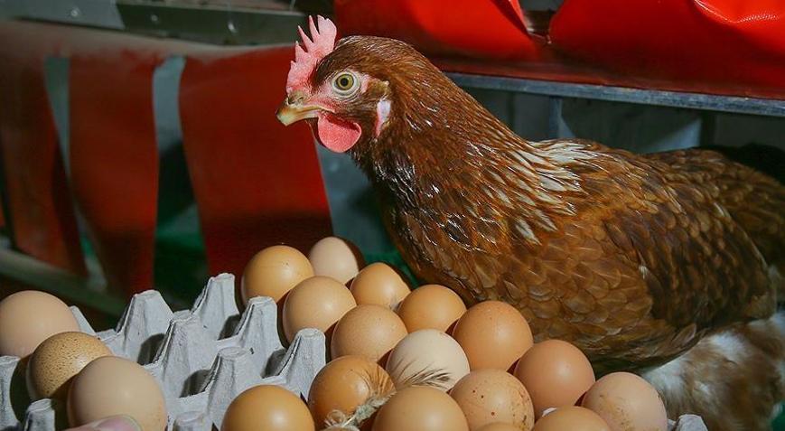 Tavuk yumurtalarının ihracatı kayda bağlandı