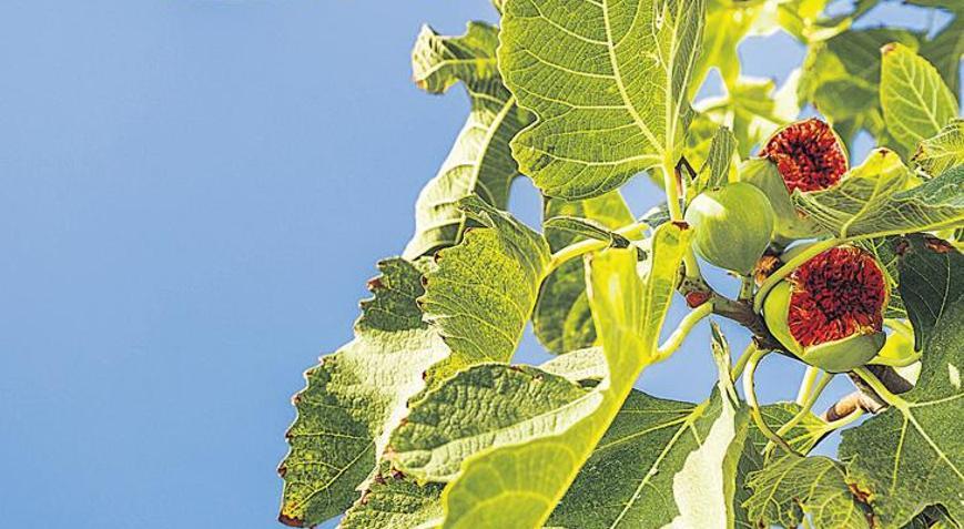 İncirler ihracat yolcusu