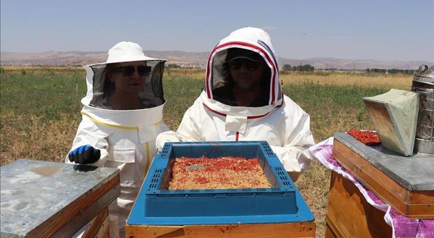 Arıcı kardeşler, gojiberry sayesinde verimi artırdı