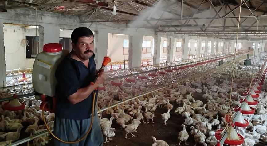 Aşırı sıcakta tavukları buzlu suyla serinletiyor