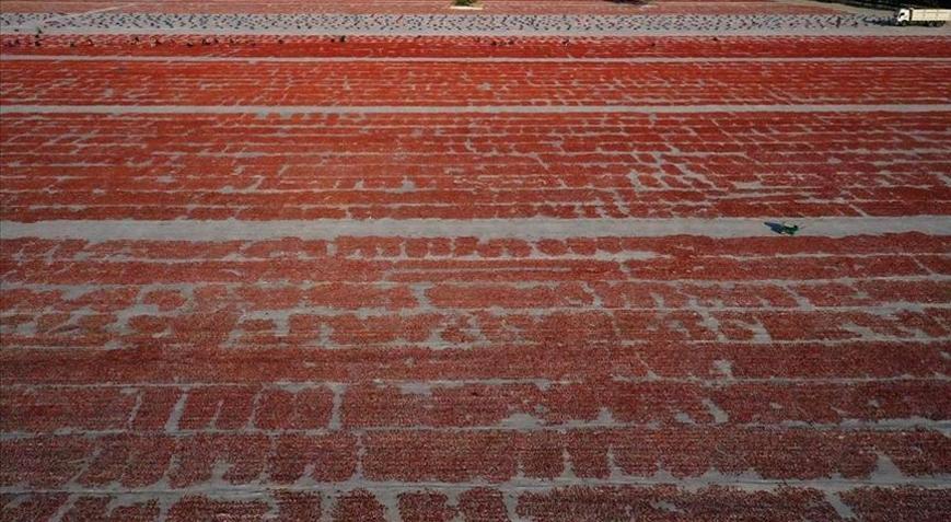 Türkiye, kurutulmuş domatesten 95 milyon dolar kazandı