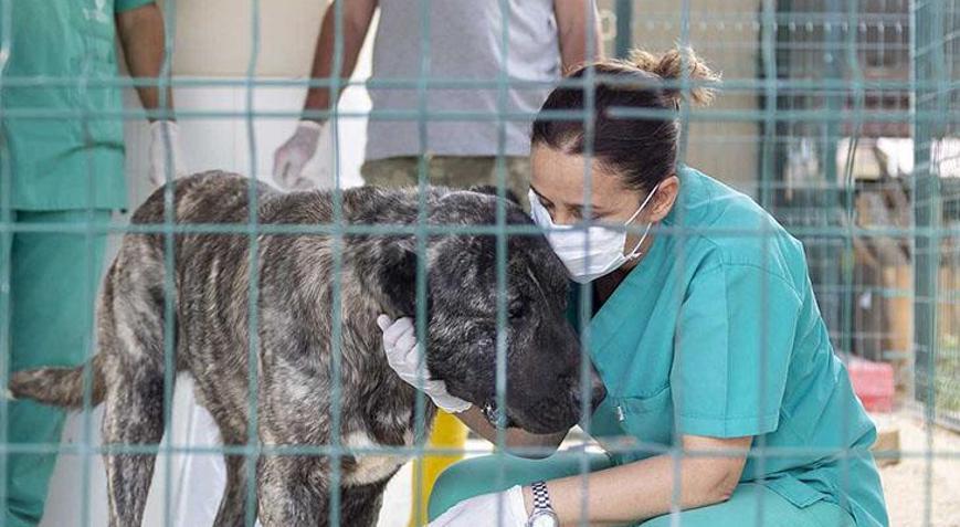 Mersinde bakımevindeki hayvanların öldüğü iddiasına belediyeden açıklama