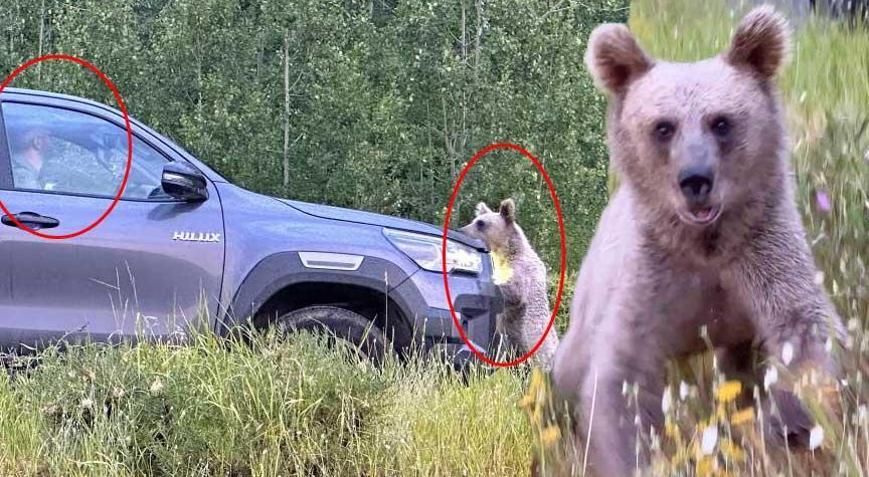 Bezovta va vasvasa syujetlari bilan filmlarni tomosha qiling