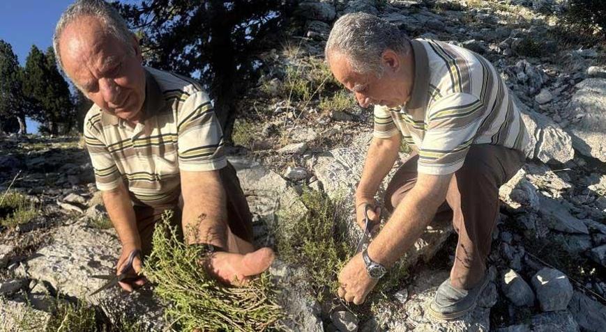 Sadece Antalya’da yetişiyor 50 liradan satılıyor: Köklerine zarar vermiyoruz