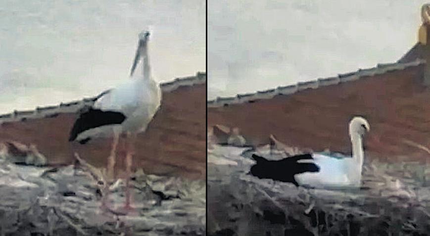 Yaren leylek depremi hissetti