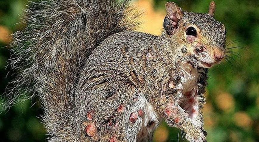 Tavşandan sonra şimdi de zombi sincap alarmı: Bahçelerde korku saçıyorlar