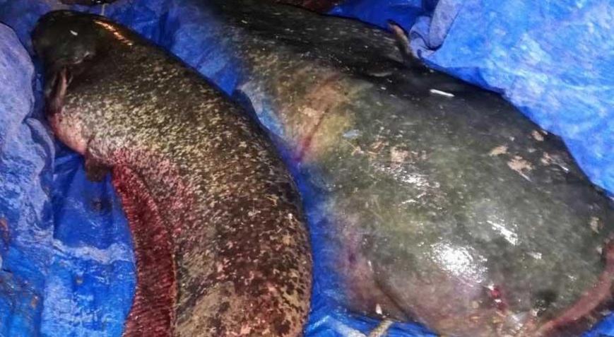 Sakarya Nehri’nde timsah paniği Gerçek herkesi şoke etti