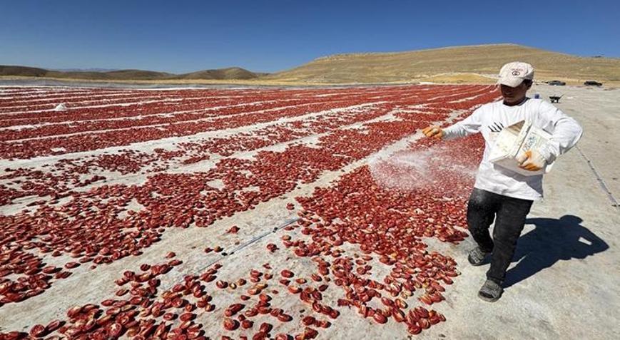 Misafir olarak geldikleri yörede üretime başladılar: Daha önce buralar bozkırdı