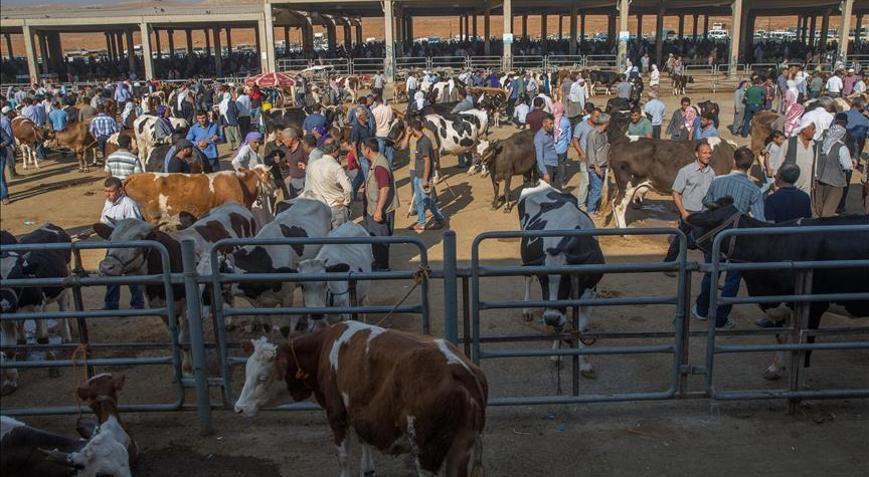 Tarım Bakanlığından şap hastalığına ilişkin açıklama: 24 ildeki hayvan pazarları yeniden açıldı