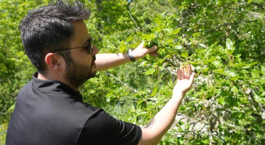 Rusyadan gelen polen Kastamonuya ulaştı Ağustos ve eylül aylarında etkiliyor