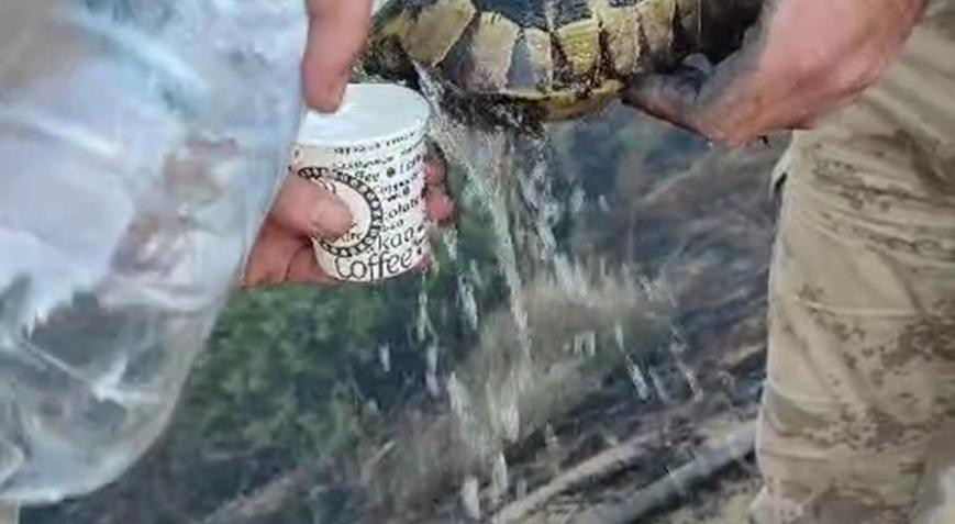 Yangından etkilenen kaplumbağa, ekipler tarafından kurtarıldı