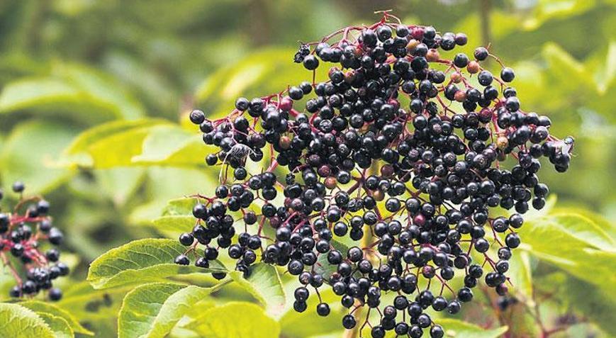 Çocuk bağışıklığında doğal güç