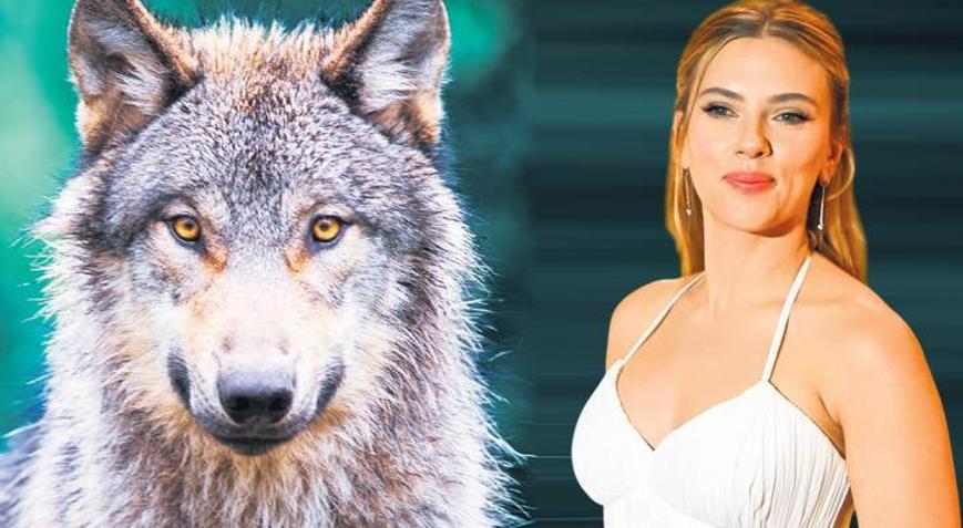 Bir bağırıyor, kurtlar kaçıyor