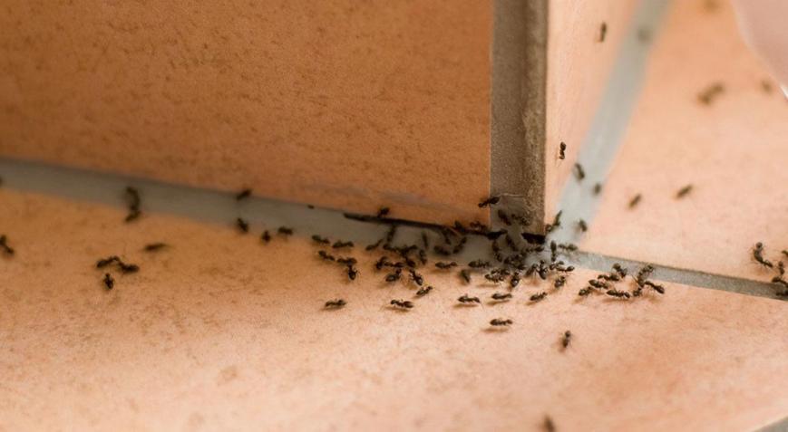 Karınca istilasına son Kokusundan kaçıyorlar