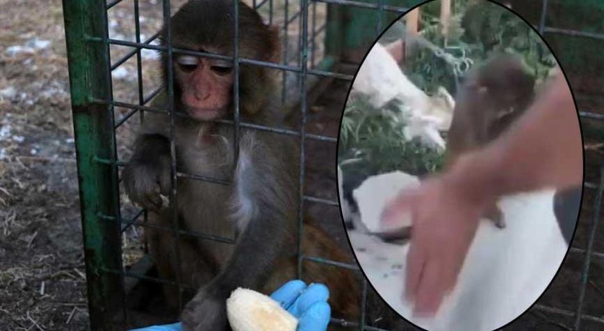 Hatay’da kaçak maymun skandalı Tokat attığı görüntüler ortalığı karıştırdı