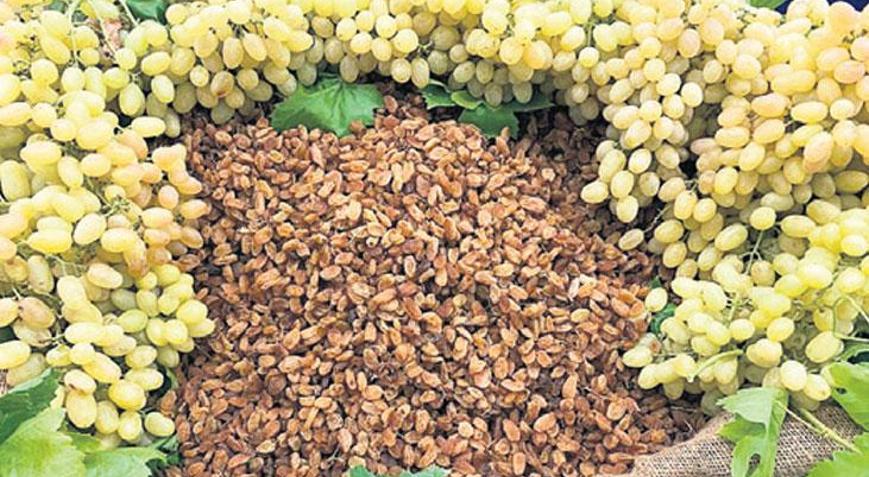 Kuru üzümde iklim tarihe geçti