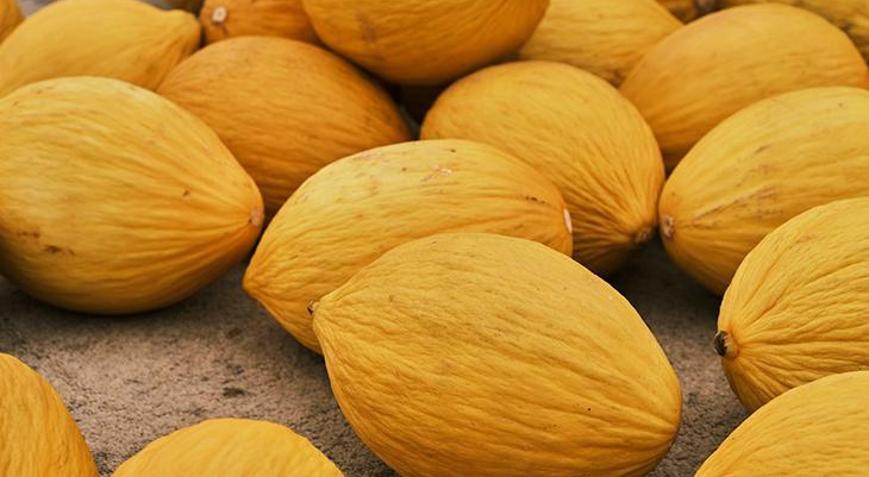 Tatlı ve sulu kavun seçmenin püf noktası Kabuğundan anlaşılıyor