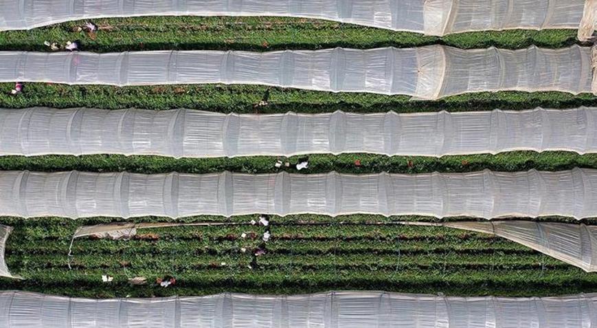 Bitkisel üretimde yeni destekleme detayları belli oldu