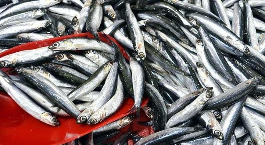 Hamsi ihracatından 8 ayda 9,9 milyon dolar kazanç