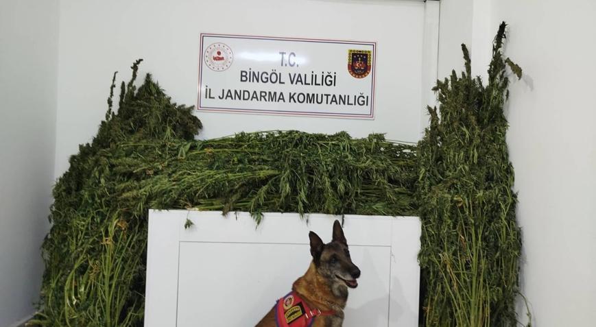 Bingöl’de 91 kilo 250 gram esrar ele geçirildi