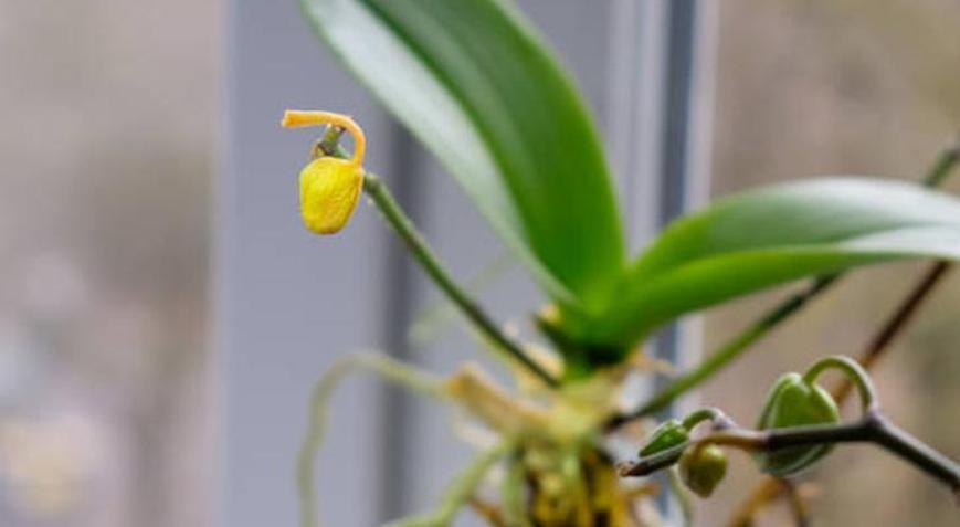 Küsen orkideleri 1 haftada canlandırıyor Orkide coşturan doğal gübre