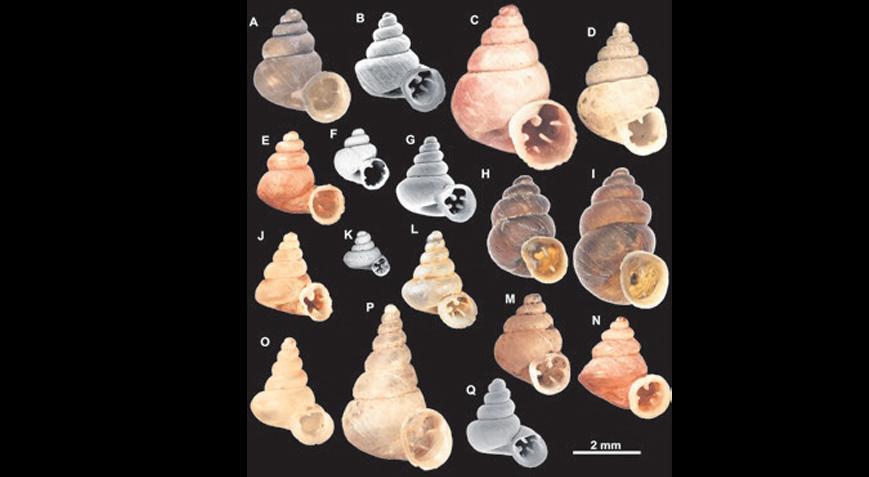 Kübist salyangoz Picasso ile tanışın