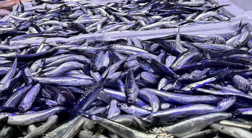 Balık tezgahlarında hamsi bolluğu yaşanıyor