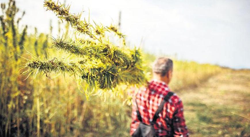 Kenevire ekimden hasada sıkı denetim