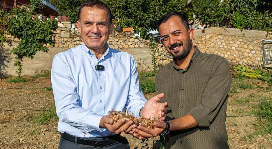 Yenişehir’de safran soğanları toprakla buluştu