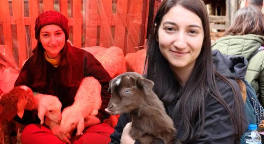 Sütü kokar’ dediler, Merinos sürüsüyle talebe yetişemiyor 2 yılda her şey değişti