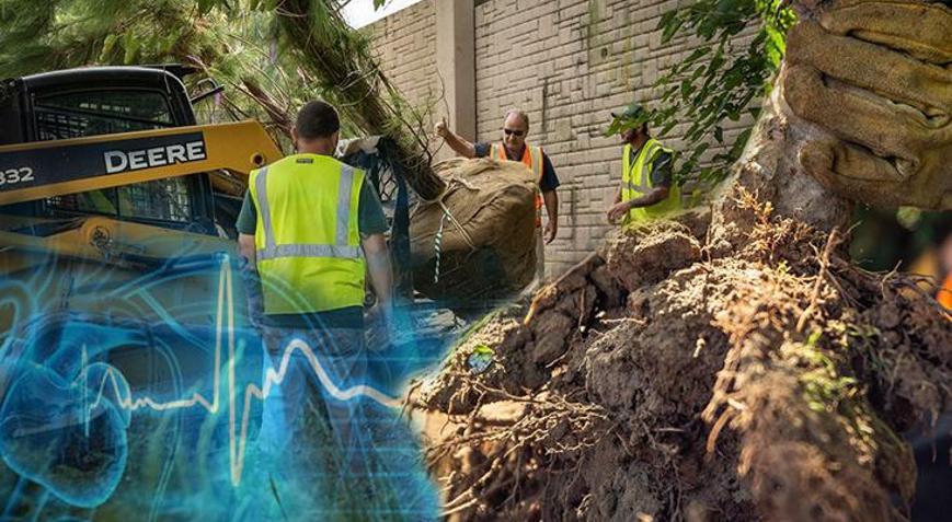 8 bin ağaç şehrin kalbini değiştirdi İstanbul, Ankara da listede: Suç oranını düşürür