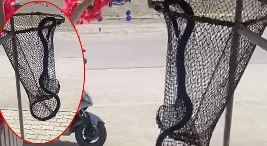 Evde büyük panik Metrelerce uzunluktaki yılan dolaba girdi