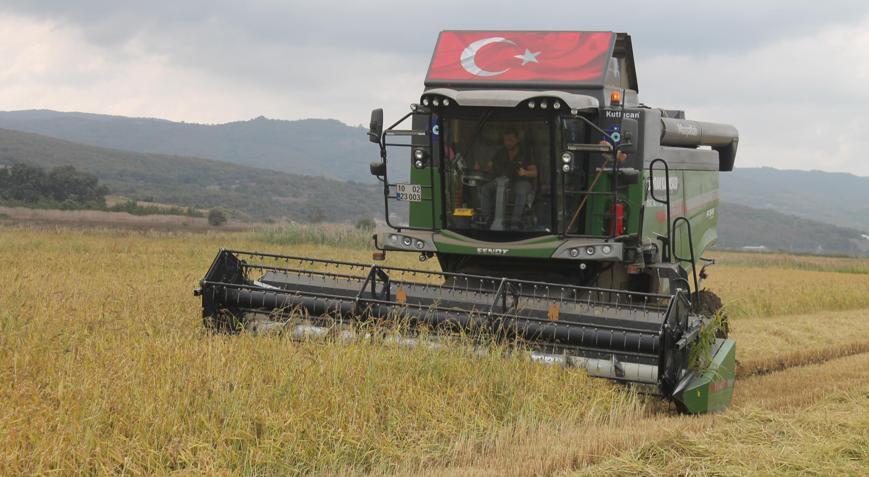 Manyas Ovasında çeltik hasadı başladı