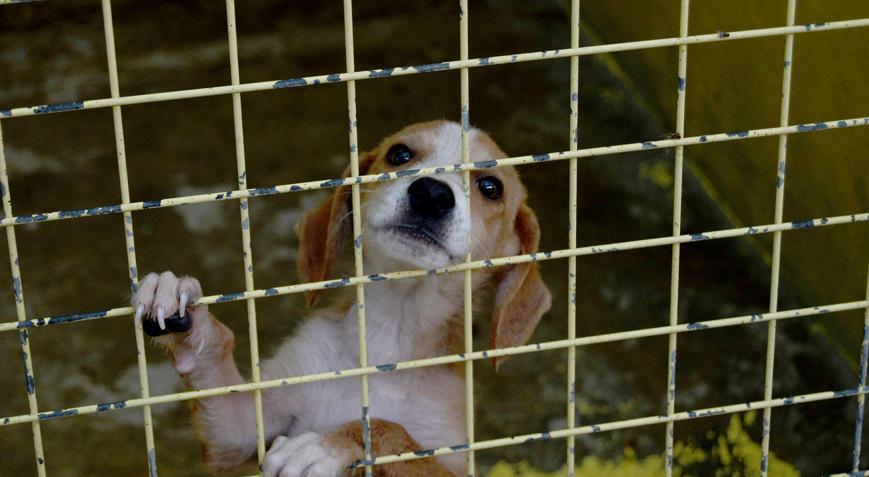 Kemerde 173 hayvan tedavi edildi