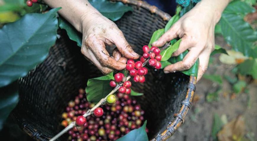 İklim krizi ekili alanı tehdit mi ediyor