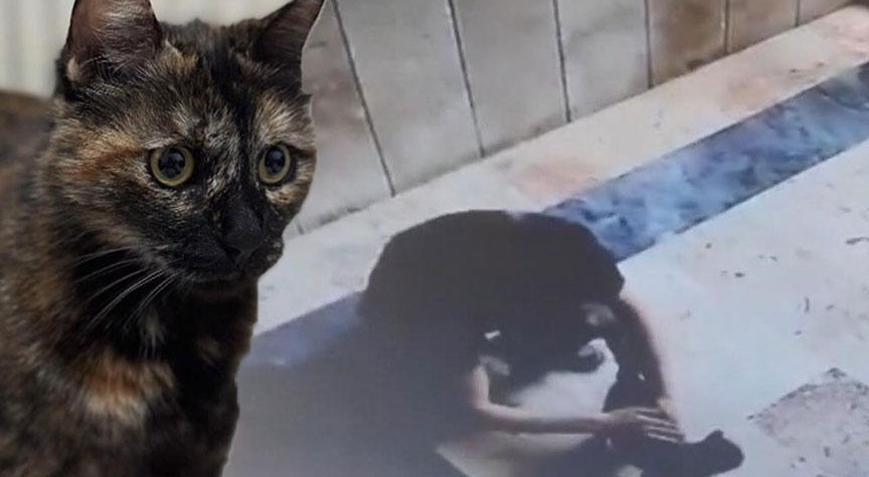 Başakşehirde Cezve isimli kediye işkence davasında karar