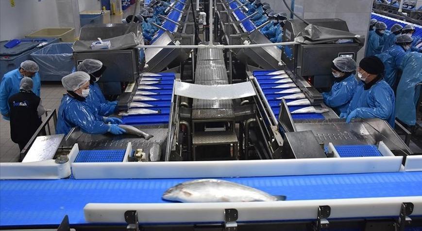Türk somonu ihracatı 369 milyon dolara yaklaştı